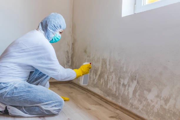 Licensed Mold Removal service in Hampton, VA - WQB Mold Removal